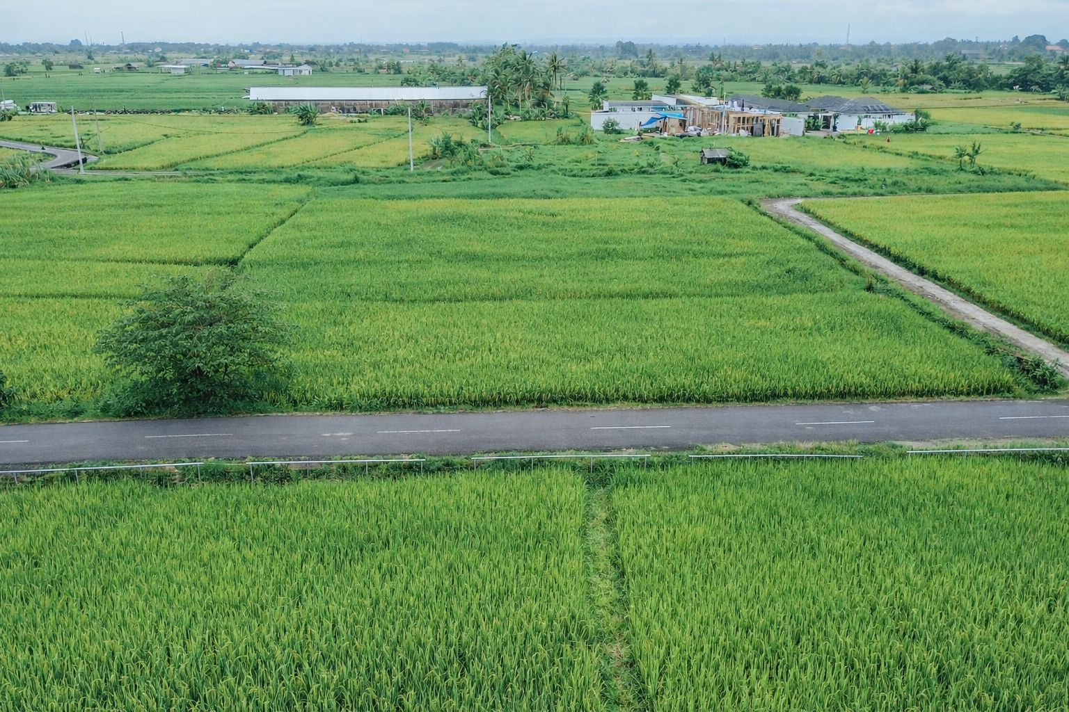 Rice Field Track